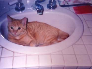 Orangie lounging in the sink